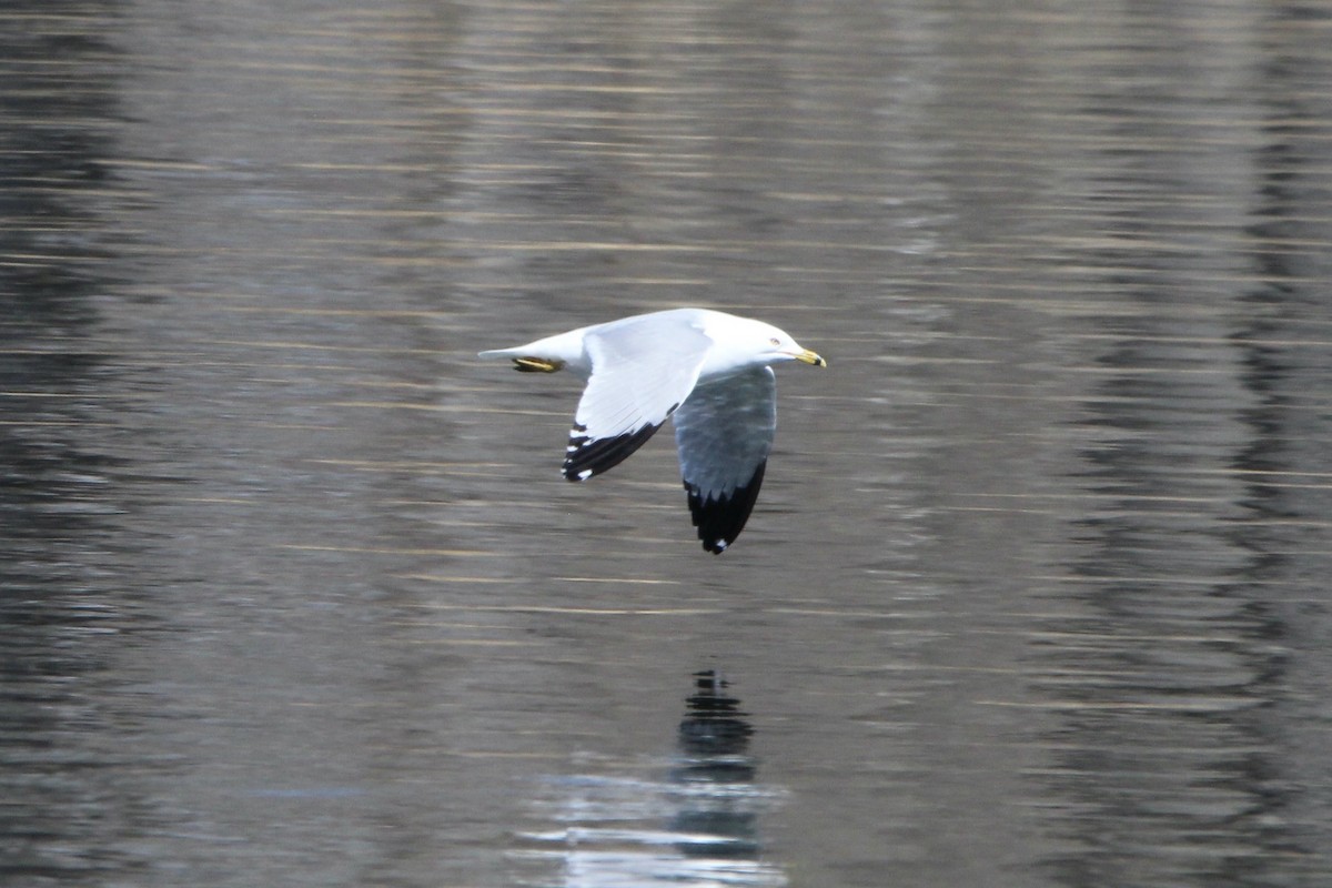 Ring-billed Gull - ML617391954