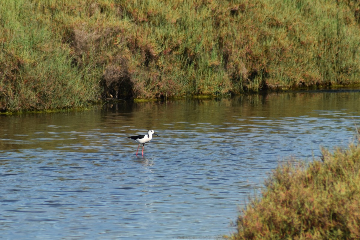 Black-winged Stilt - João Ferreira da Silva