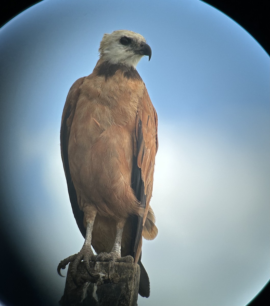 Black-collared Hawk - ML617391966