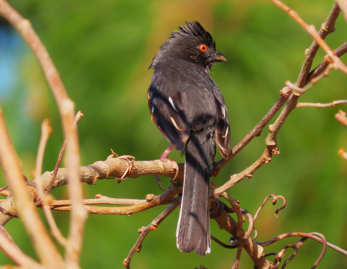 pipilo rudooký - ML617391972