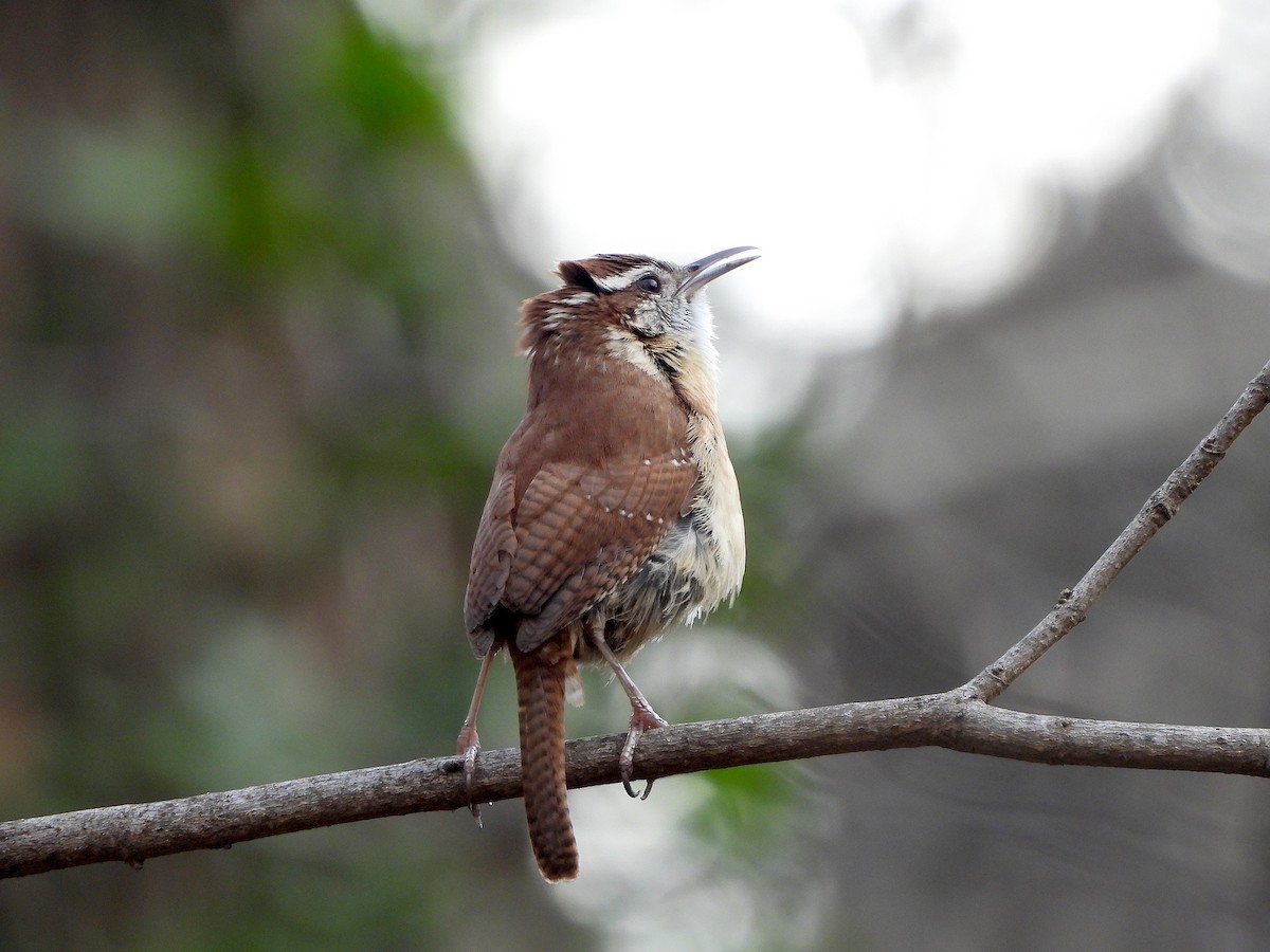 Carolina Wren - ML617391995