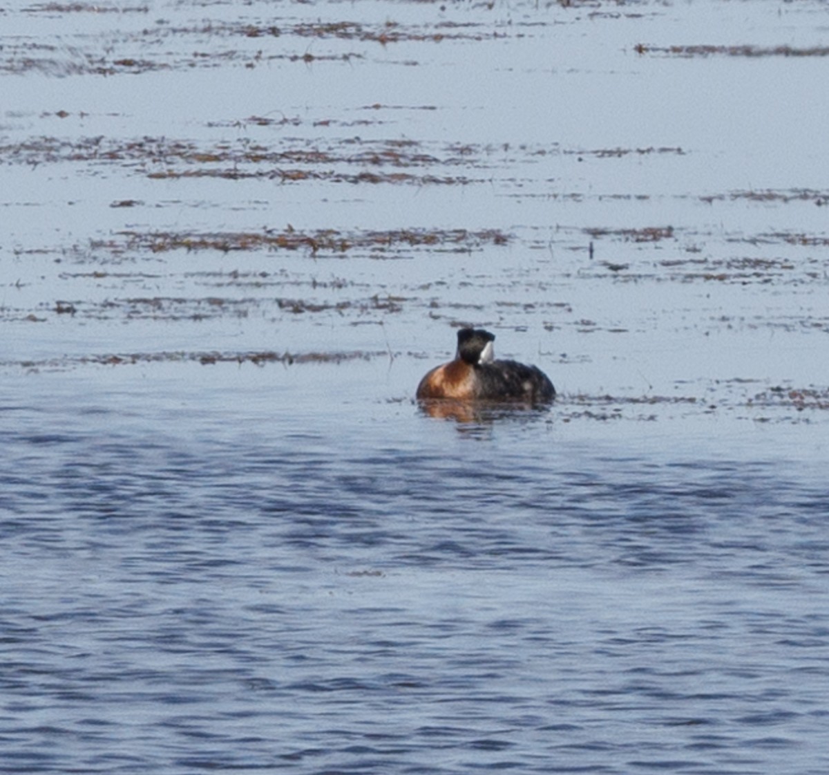 Red-necked Grebe - J Smith