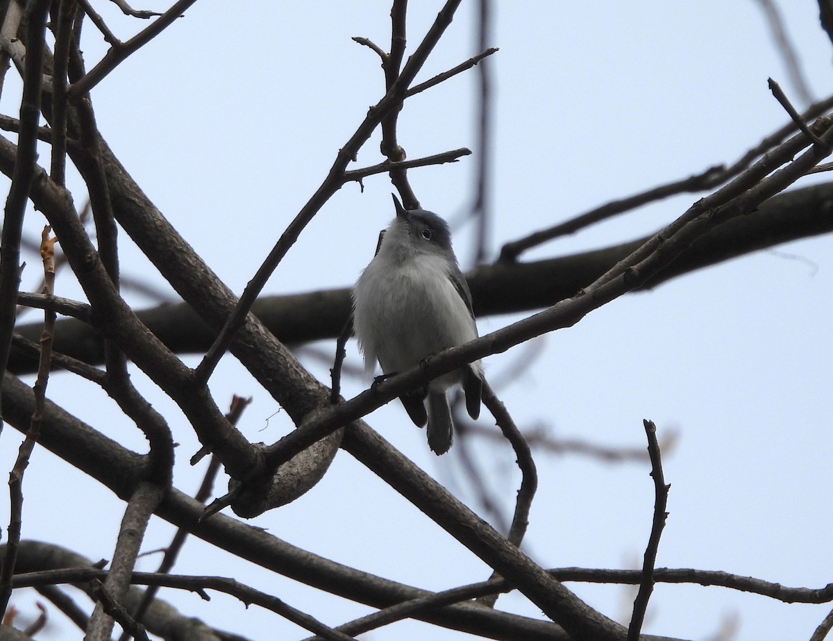 Blue-gray Gnatcatcher - ML617392011