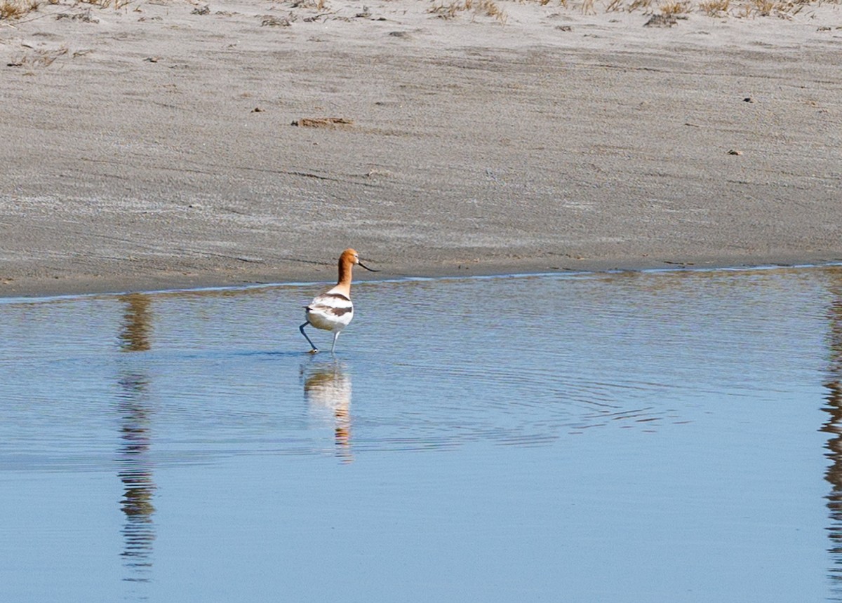 American Avocet - ML617392013