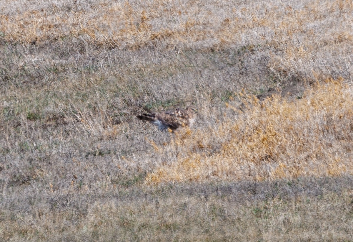 Northern Harrier - ML617392034