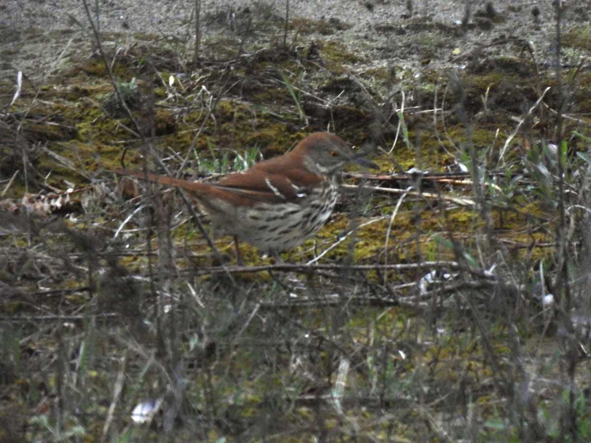 Brown Thrasher - Kris Ito