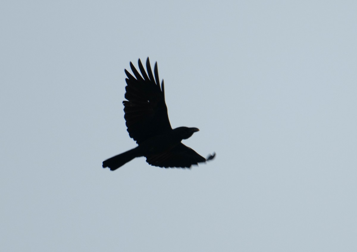 Large-billed Crow - ML617392055
