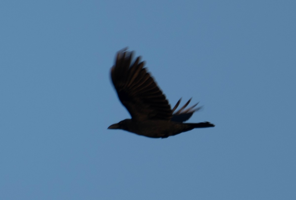 Large-billed Crow - ML617392056