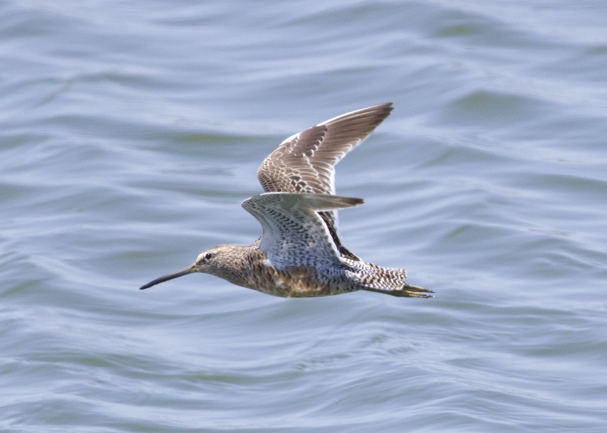 Long-billed Dowitcher - ML617392078
