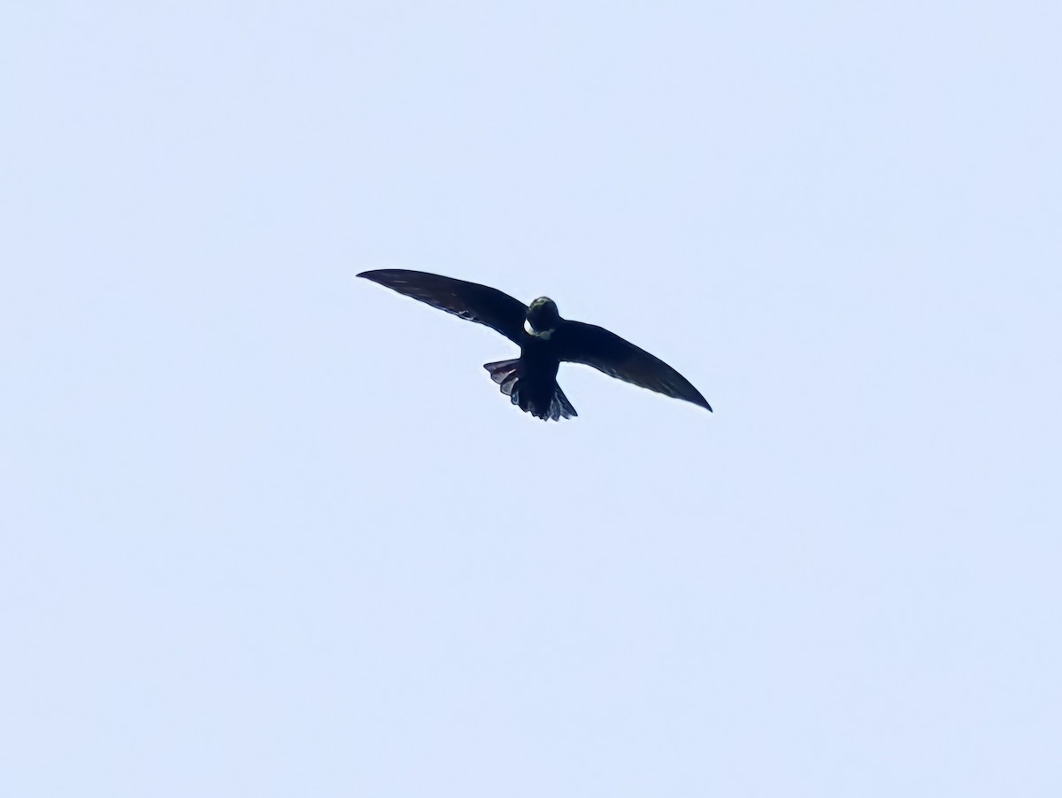 White-chested Swift - Gabriel Willow