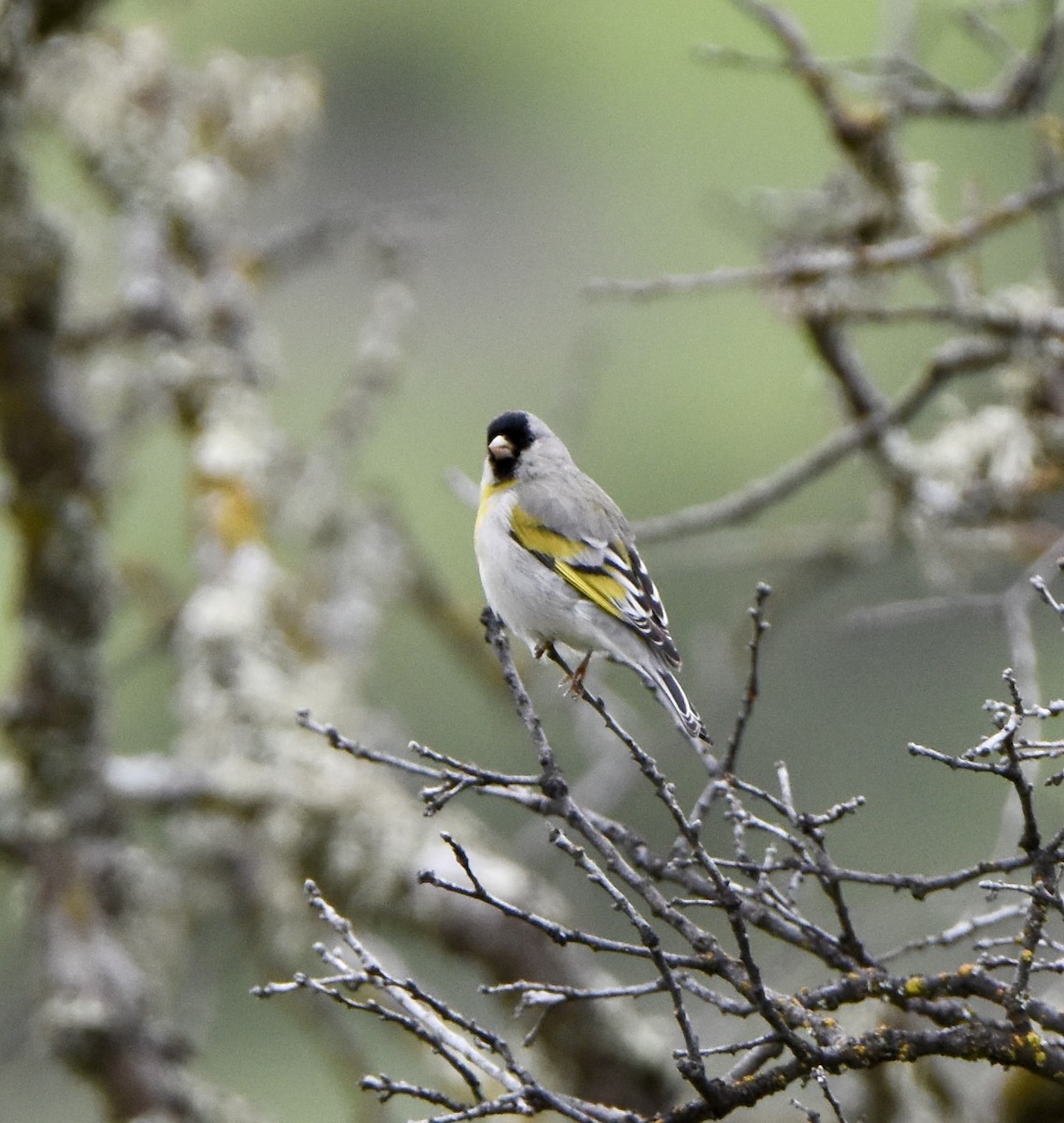 Lawrence's Goldfinch - ML617392165