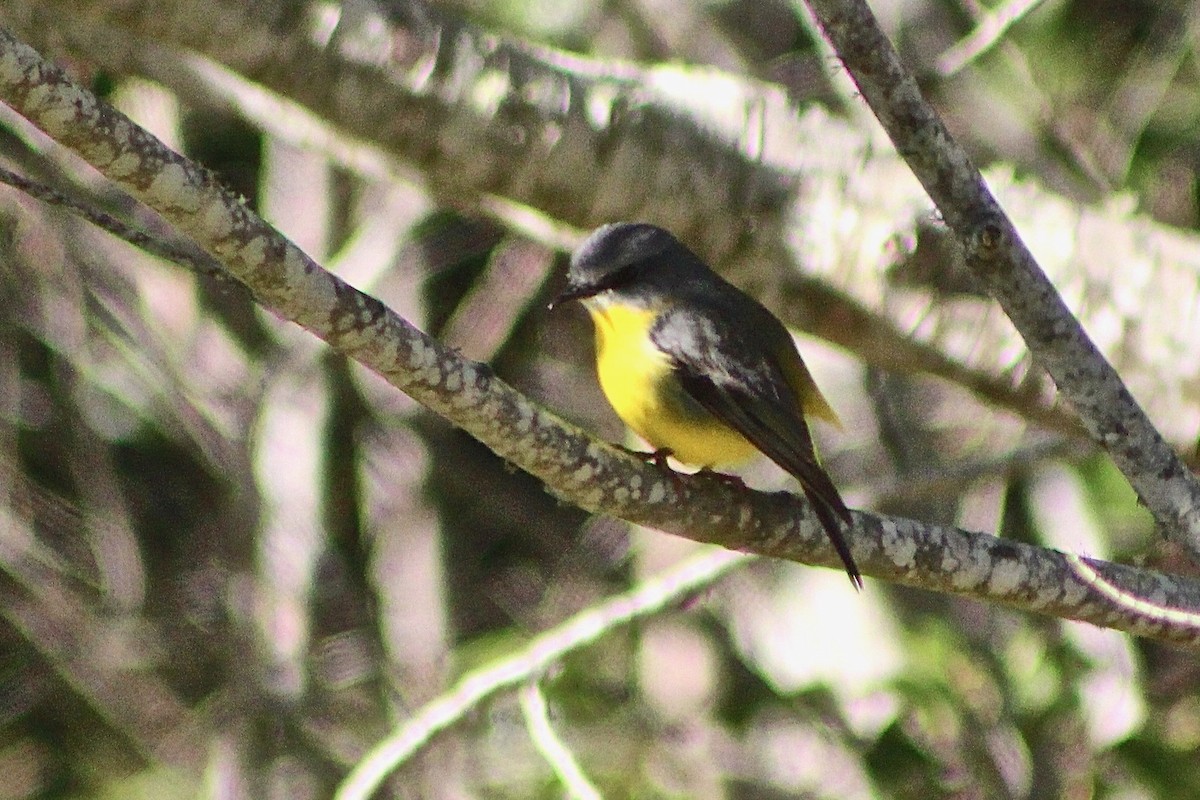 Eastern Yellow Robin - Pauline and Ray Priest