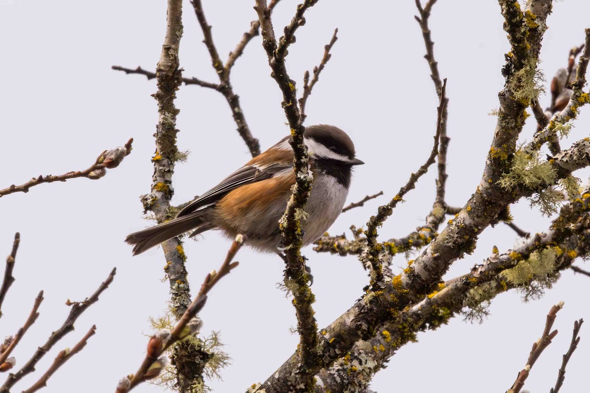 Chestnut-backed Chickadee - Scott Fischer