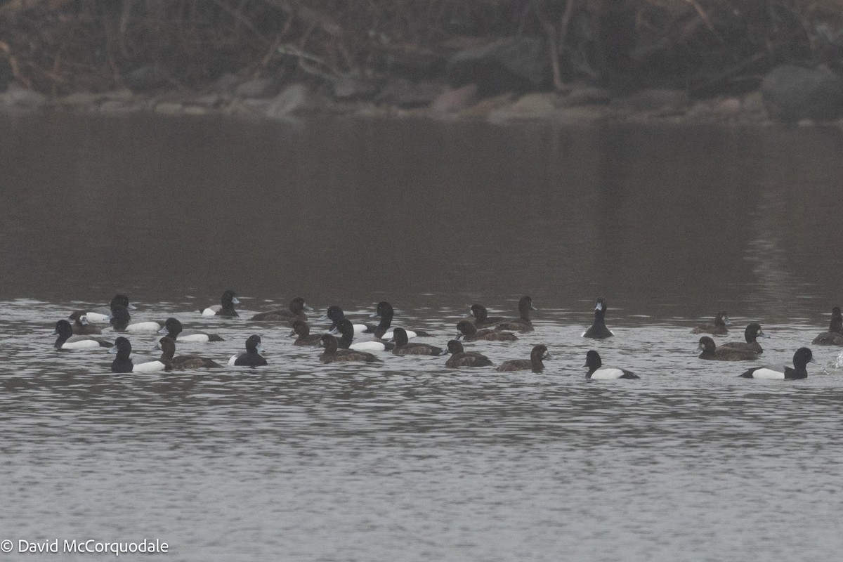 Greater Scaup - ML617392243