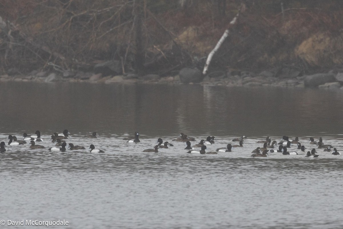 Greater Scaup - ML617392244