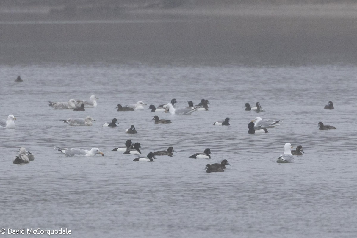 Greater Scaup - ML617392245
