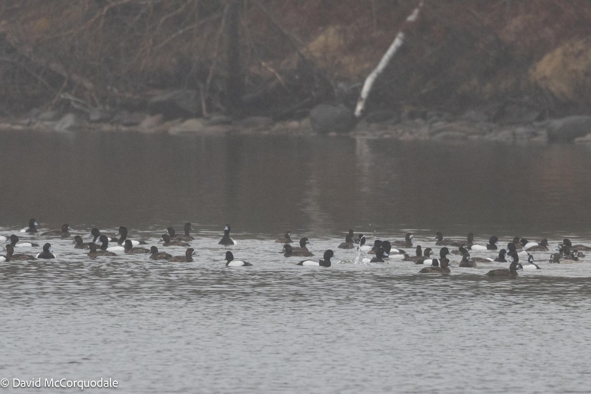 Greater Scaup - ML617392246