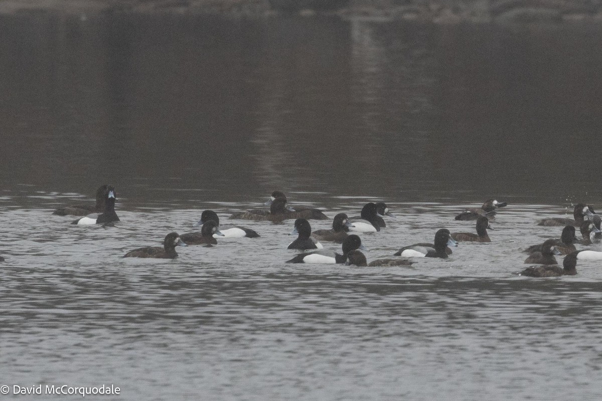 Greater Scaup - ML617392247