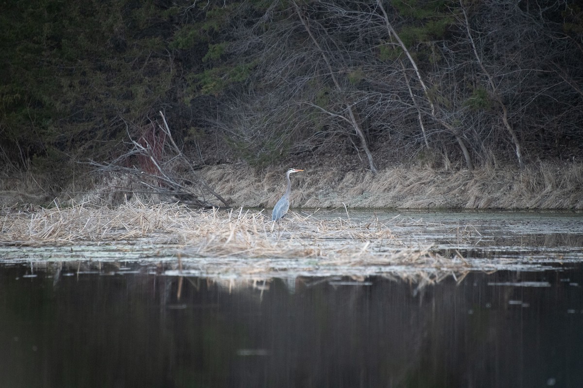 Great Blue Heron - Demelza and Josh Larson