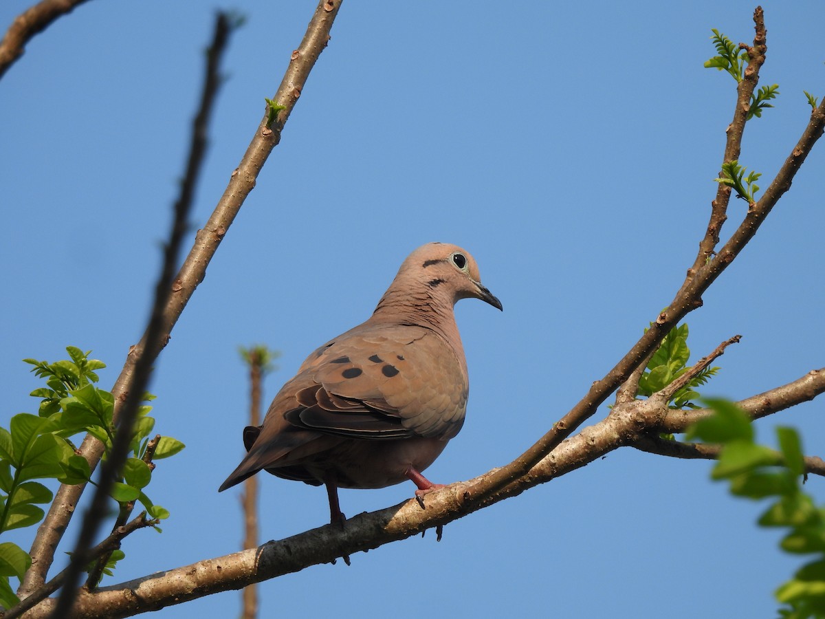 Eared Dove - ML617392307