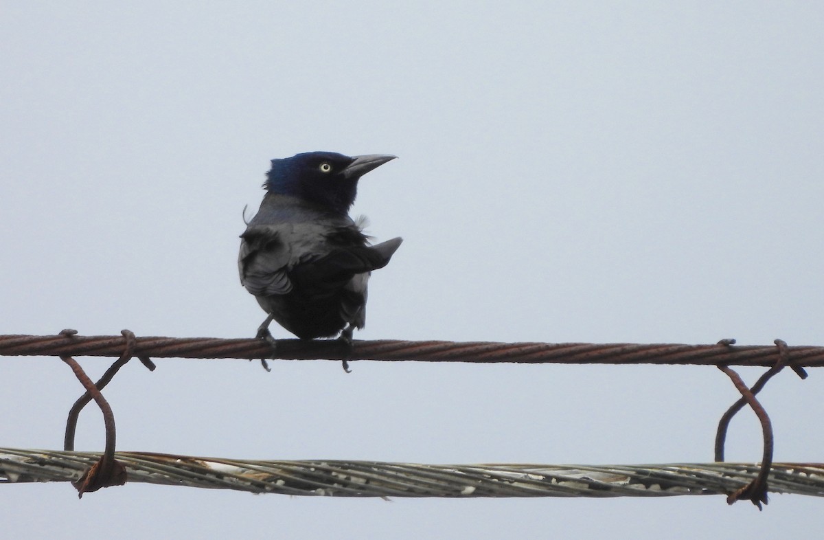 Common Grackle - ML617392310