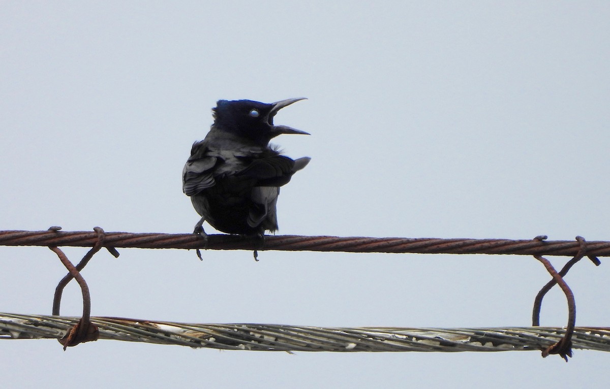 Common Grackle - ML617392318