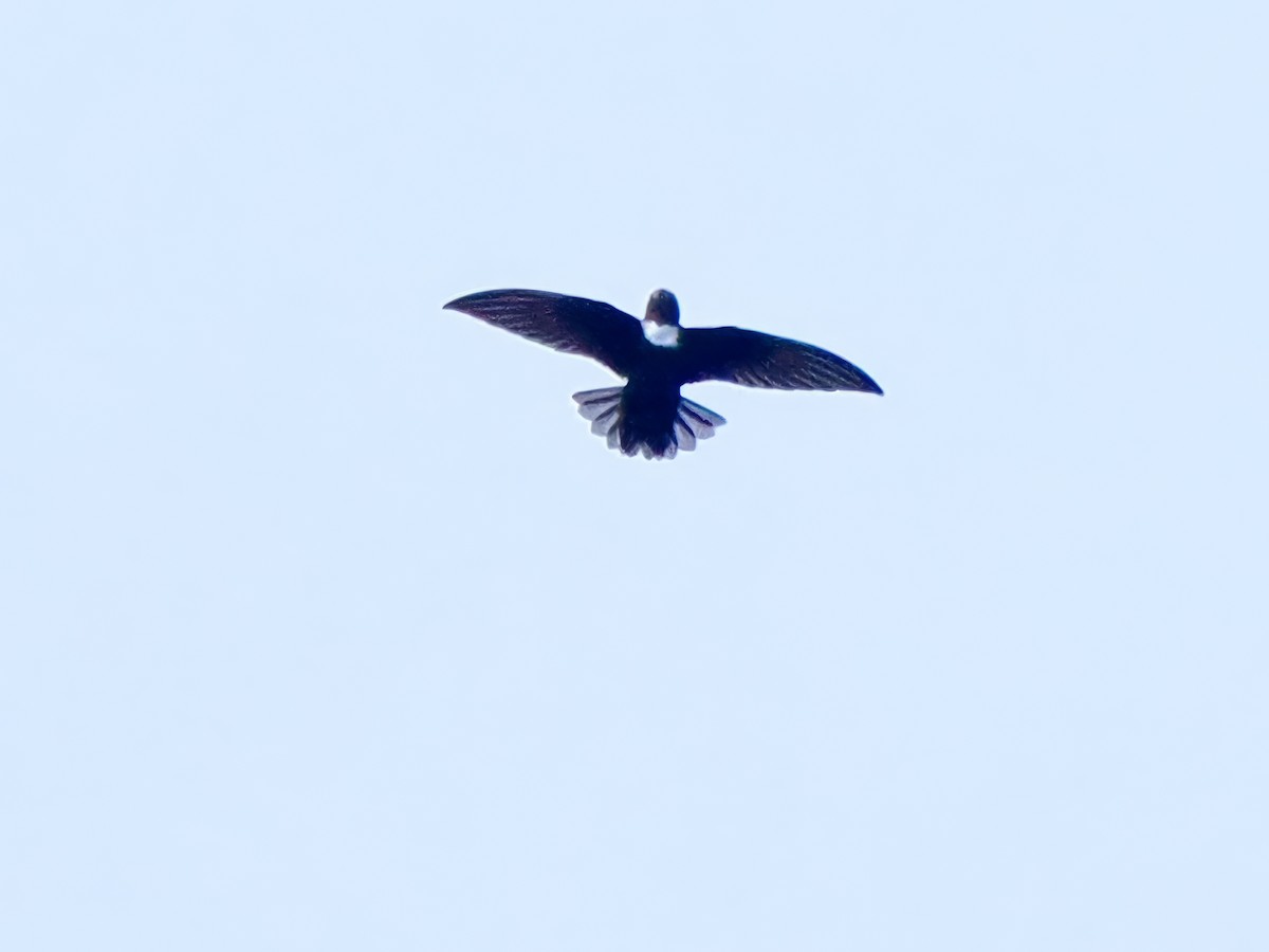 White-chested Swift - Gabriel Willow