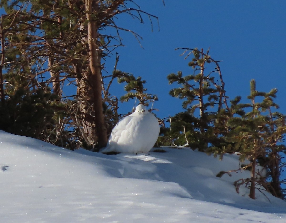 Weißschwanz-Schneehuhn - ML617392352