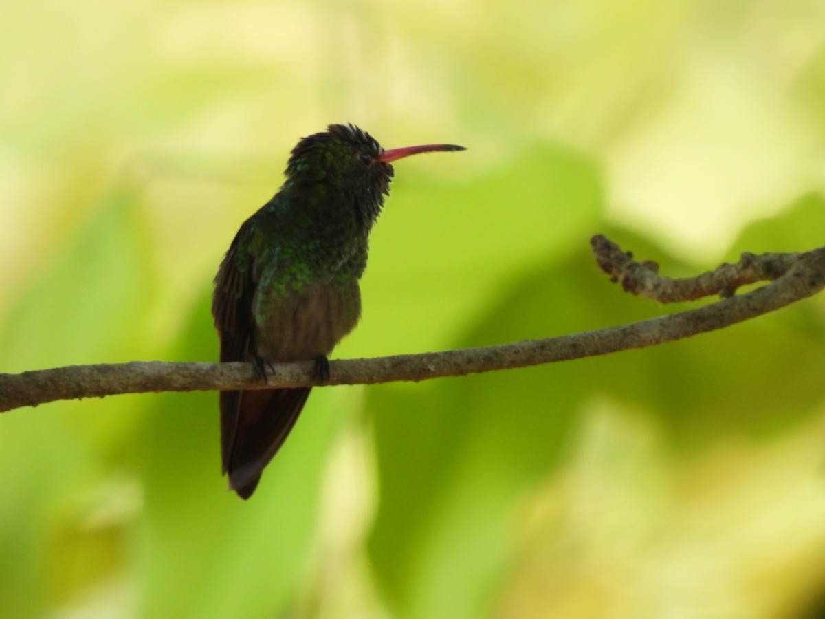 Rufous-tailed Hummingbird - ML617392359