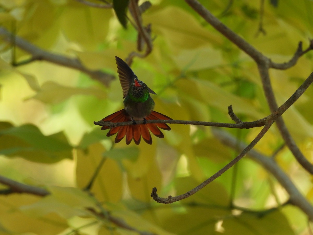 Rufous-tailed Hummingbird - ML617392360