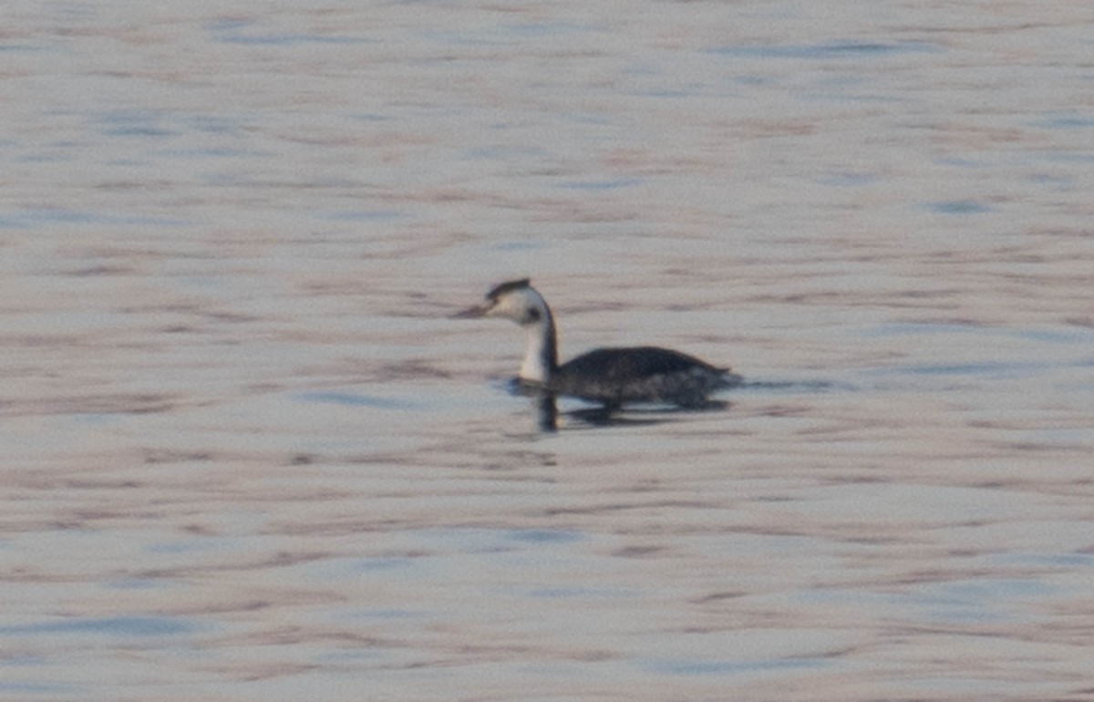 Great Crested Grebe - ML617392367