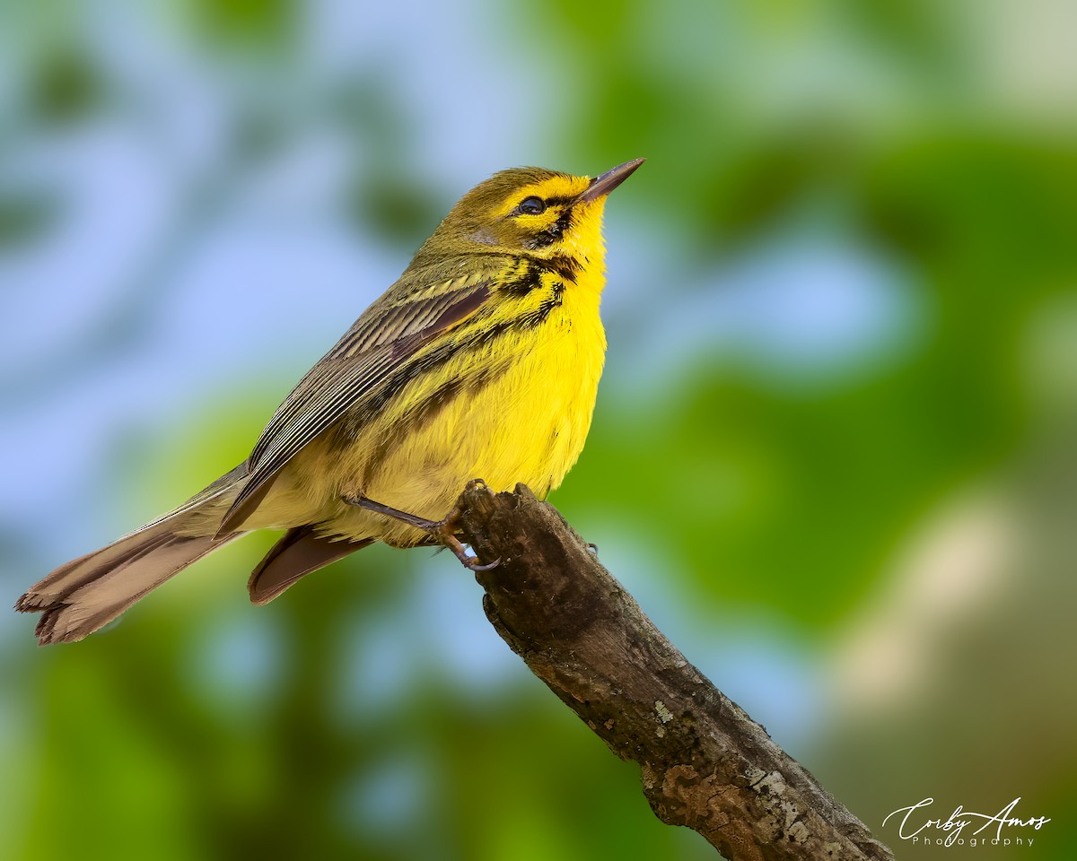 Prairie Warbler - Corby Amos