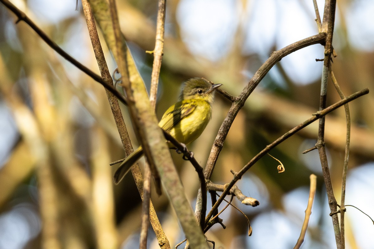 Yellow-winged Flatbill - Doug Norwood