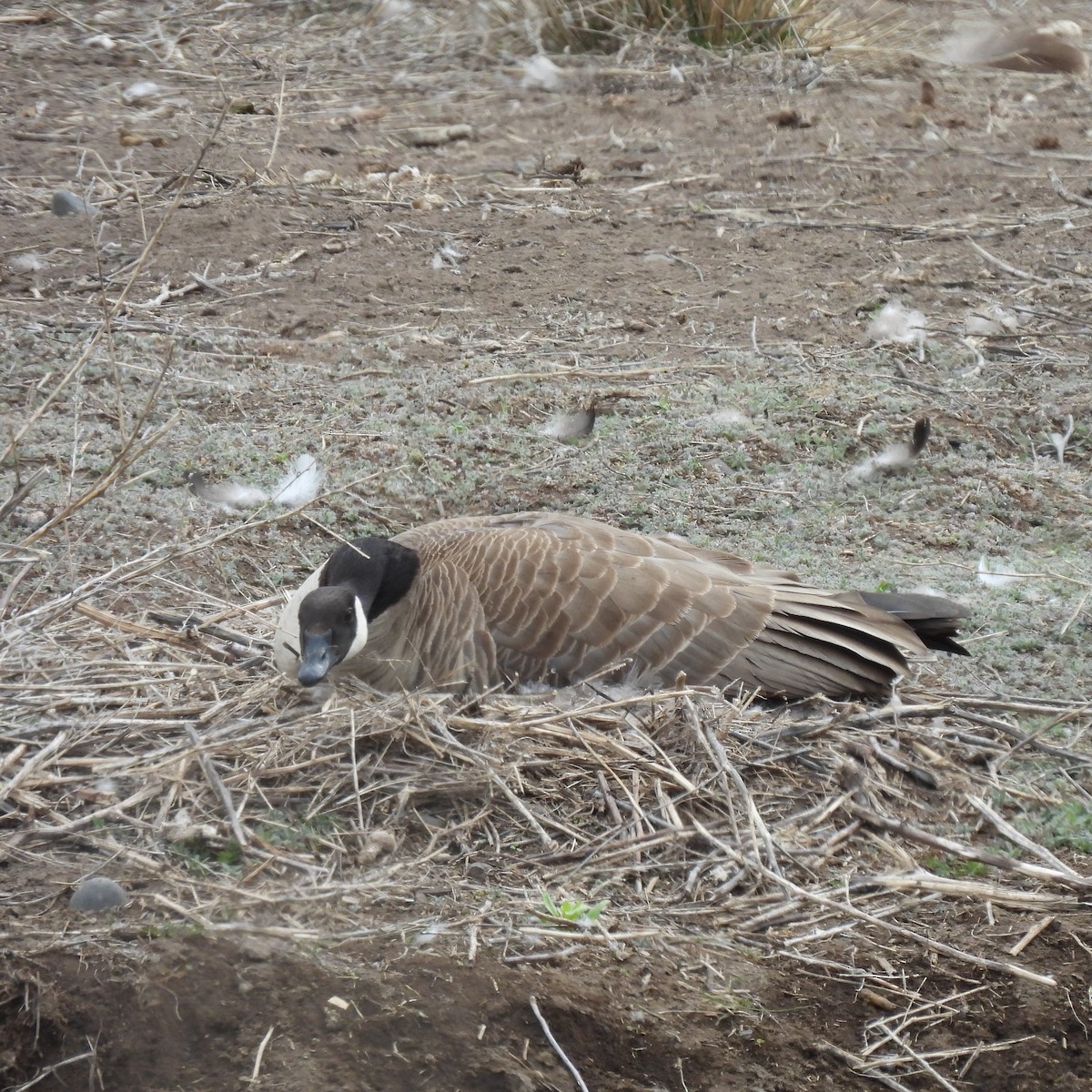 Canada Goose - ML617392387