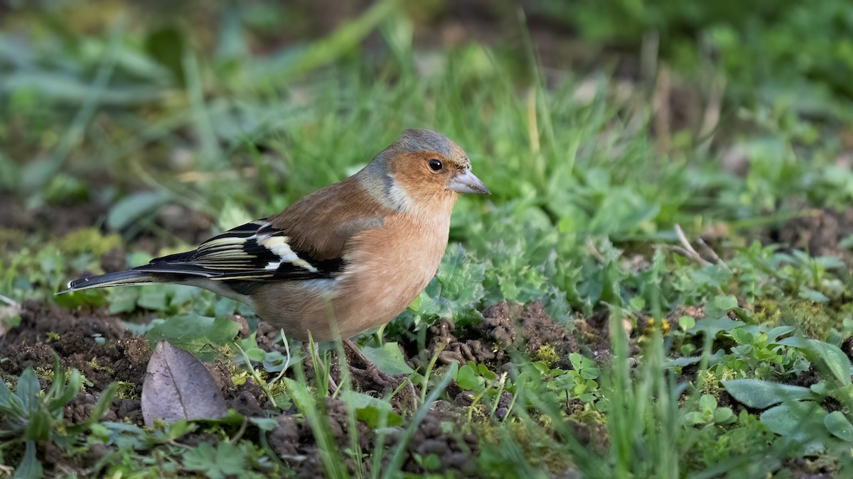 Common Chaffinch - Anonymous