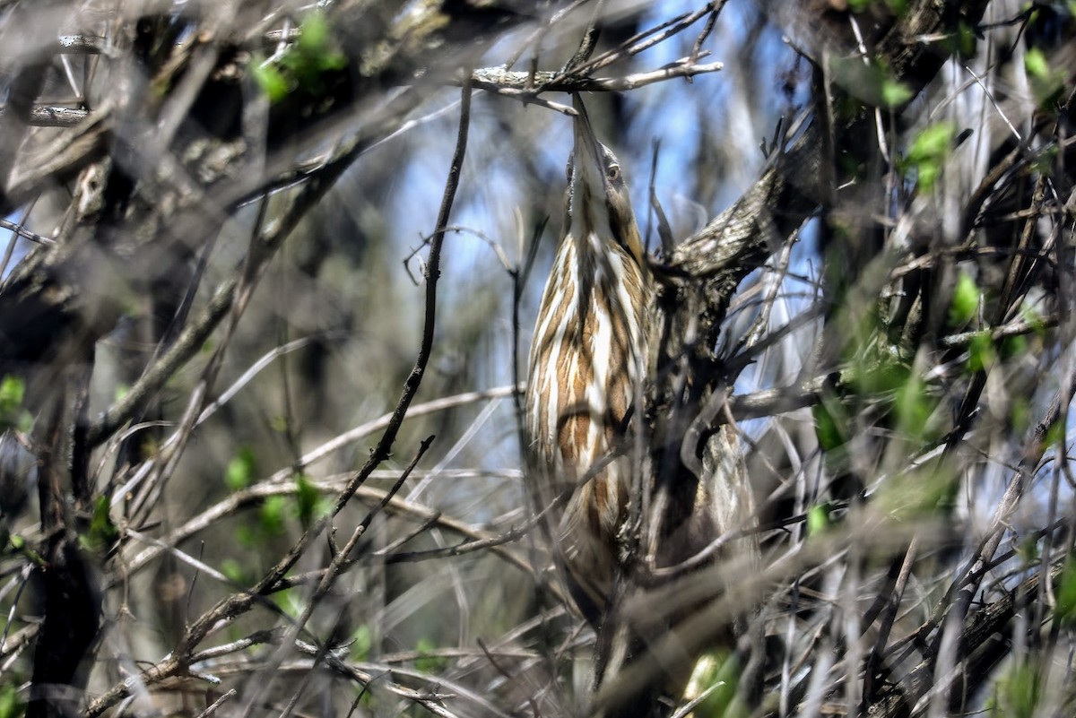 American Bittern - ML617392442