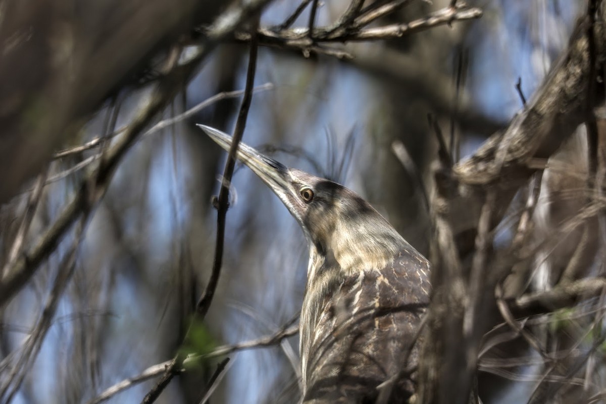 American Bittern - ML617392450