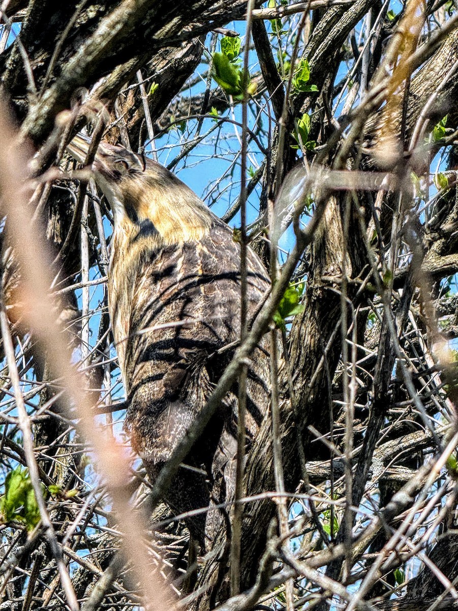 American Bittern - ML617392457