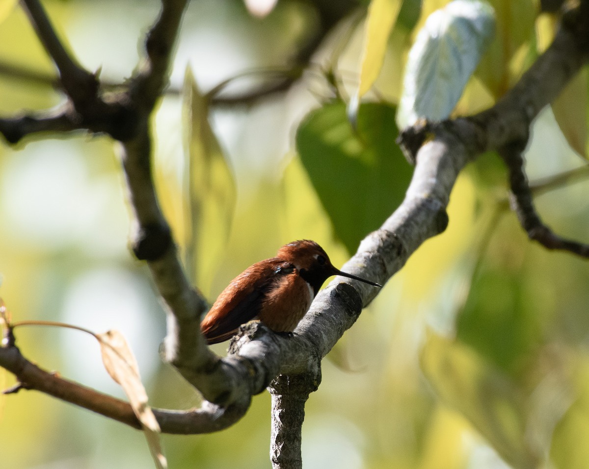 Rufous Hummingbird - Chris McDonald