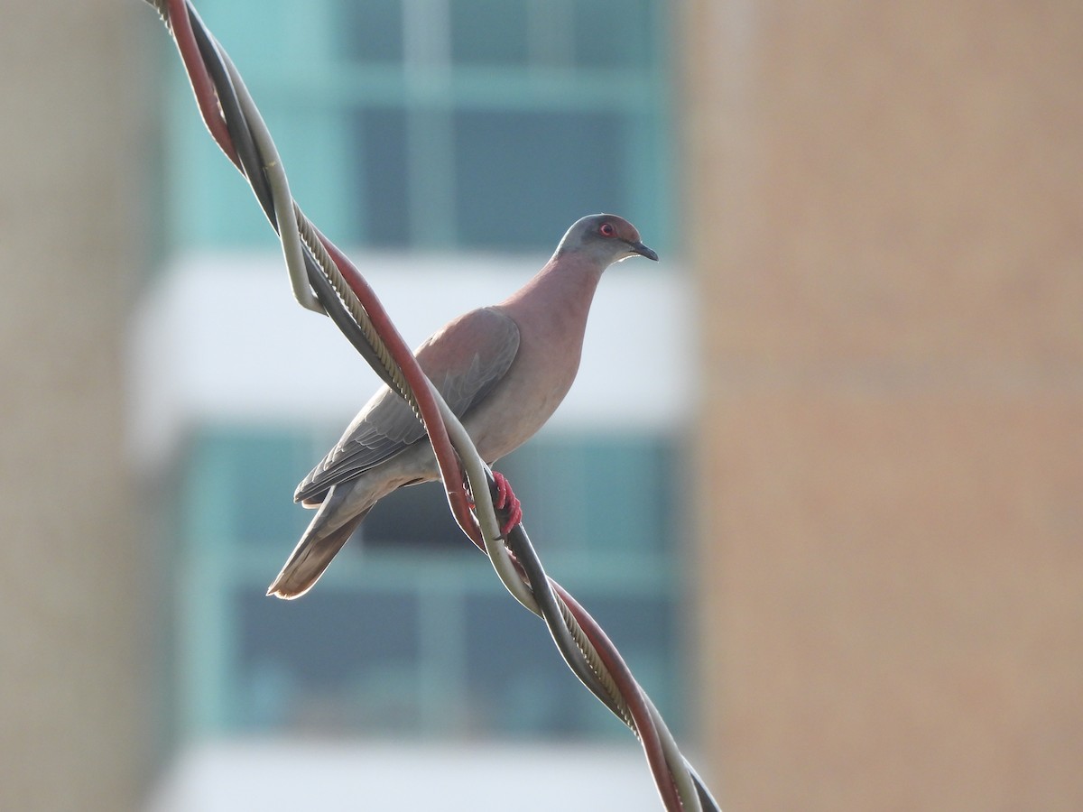 Pale-vented Pigeon - ML617392503