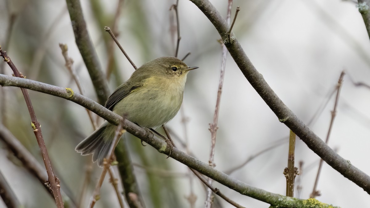 Common Chiffchaff - Anonymous