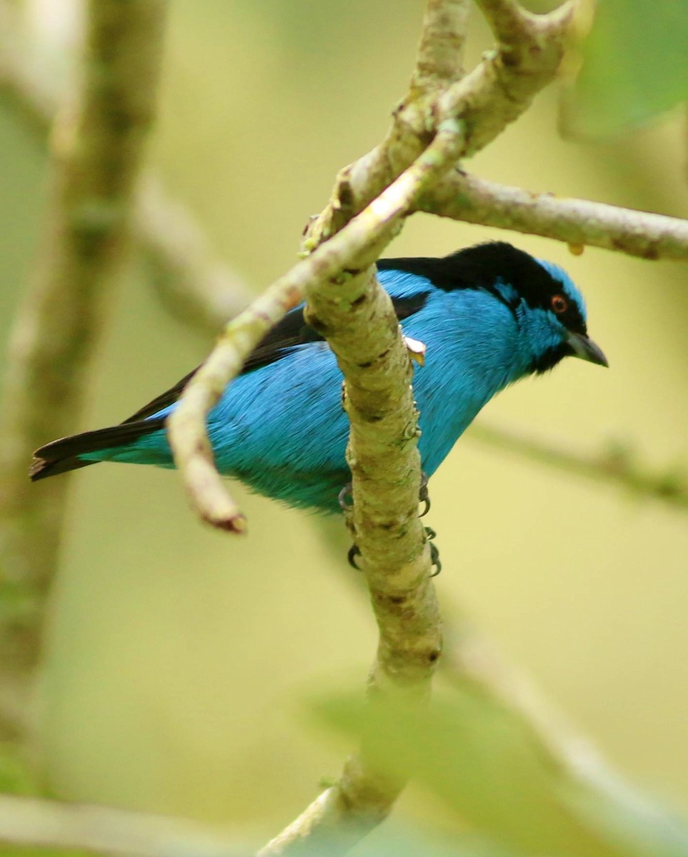 Turquoise Dacnis - ML617392509