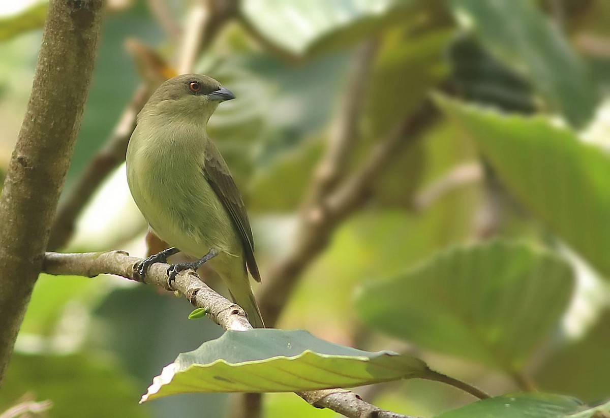 Turquoise Dacnis - ML617392527