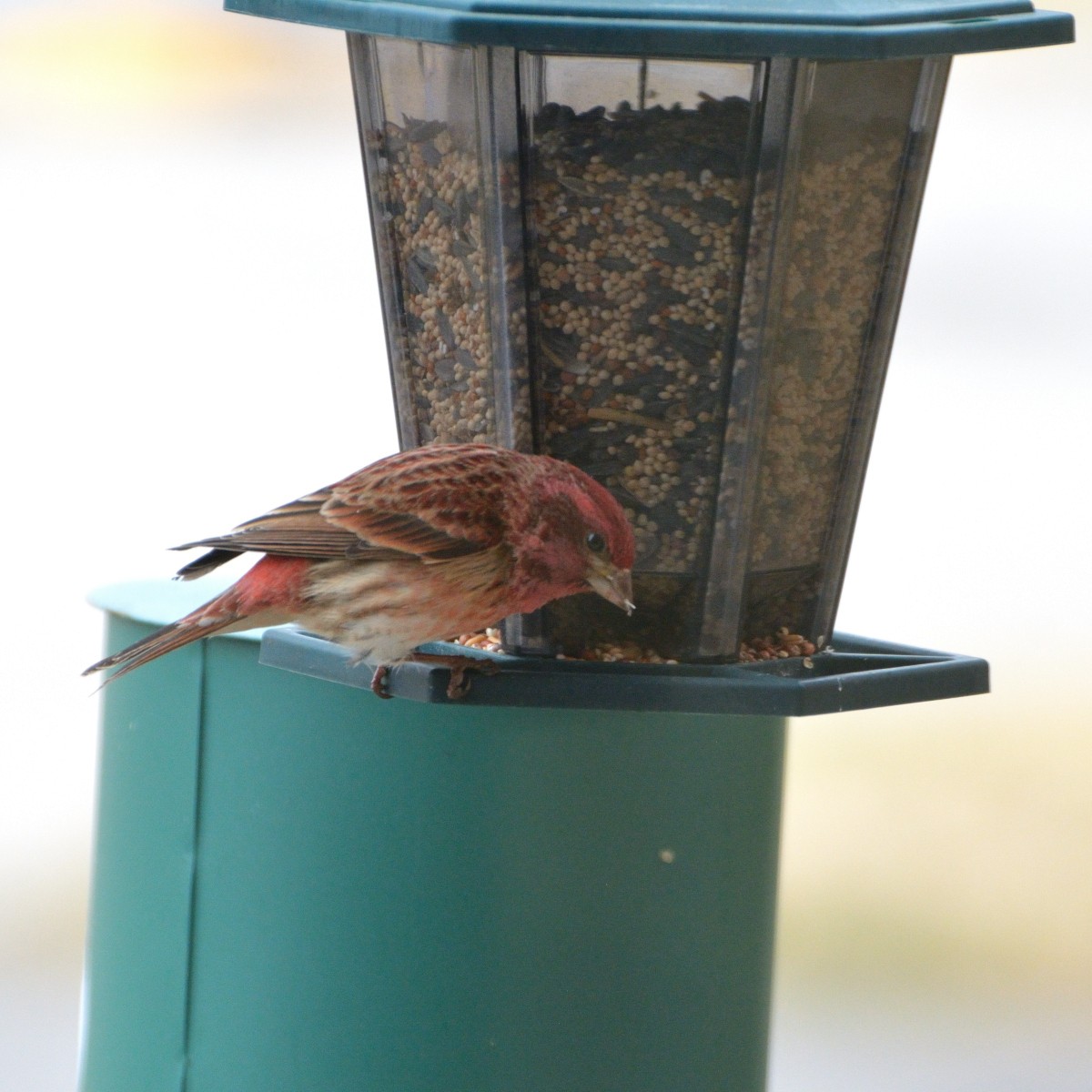 Purple Finch - Orlando Jarquín