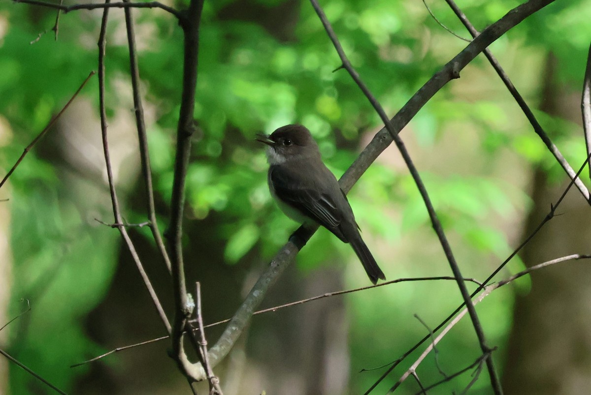 Eastern Phoebe - Tricia Vesely