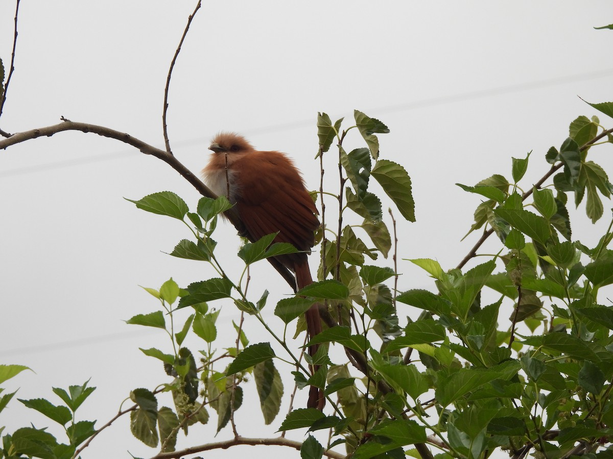 Squirrel Cuckoo - Iza Alencar