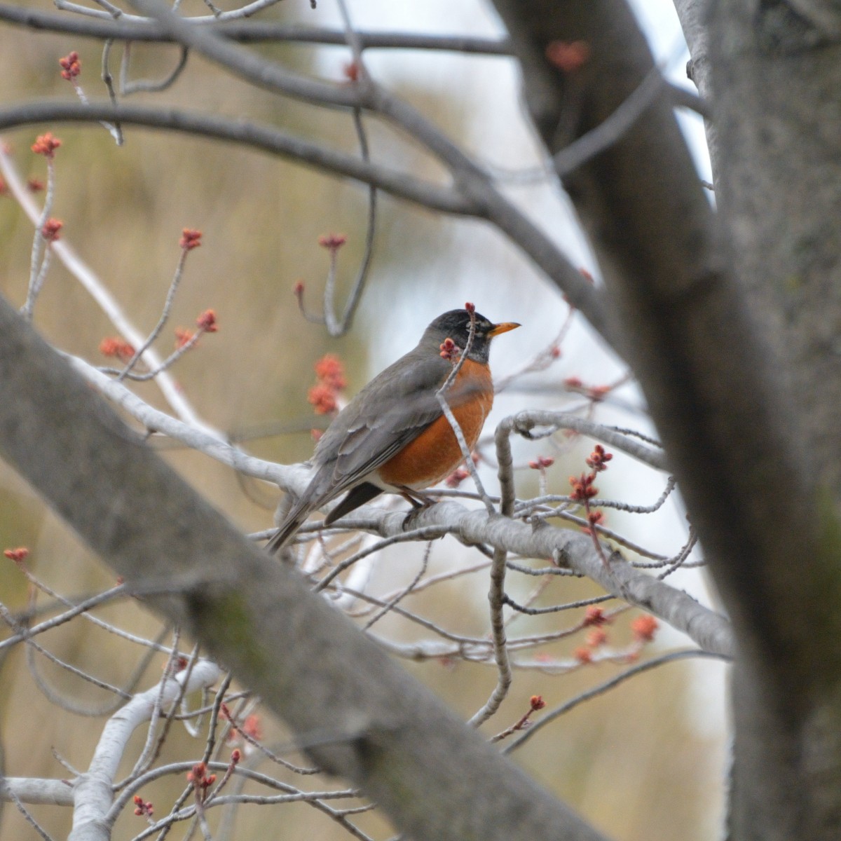 American Robin - ML617392679