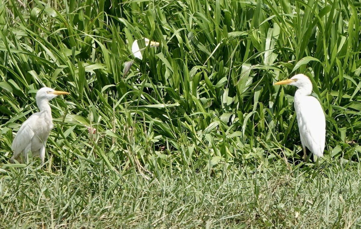 Western Cattle Egret - ML617392763