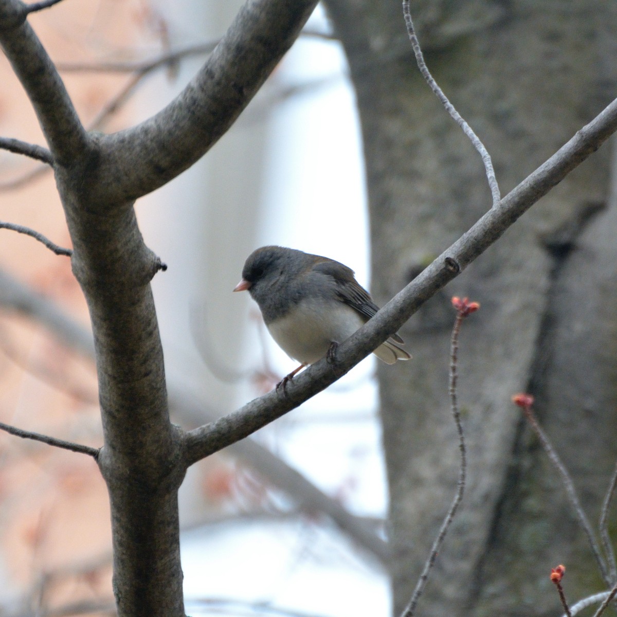 Dark-eyed Junco - ML617392775