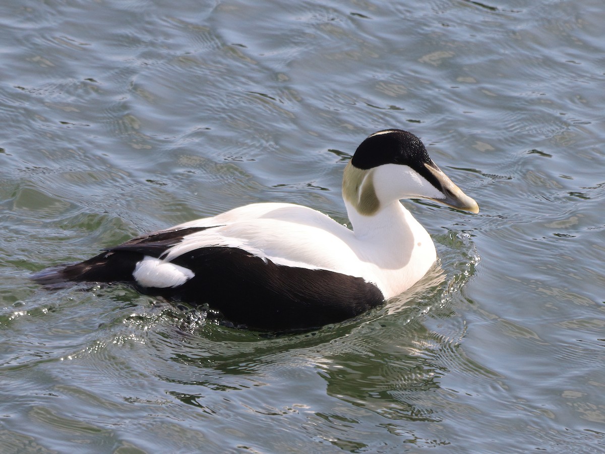 Eider arrunta - ML617392780